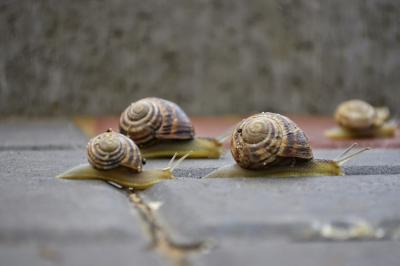 Прикрепленное изображение: _DSC6365.JPG